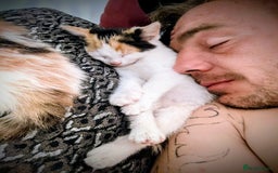Maine Coon cats for sale: Exceptional Maine Coon x BSH Kittens Available Now - Image 10