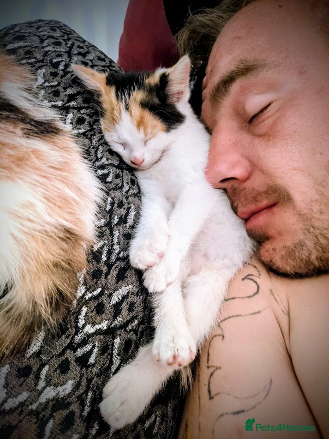 Maine Coon cats for sale: Exceptional Maine Coon x BSH Kittens Available Now - Image 10