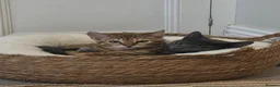 Mixed Breed cats for sale: 2 Beautiful kittens PLUS everything you need - Advert 12