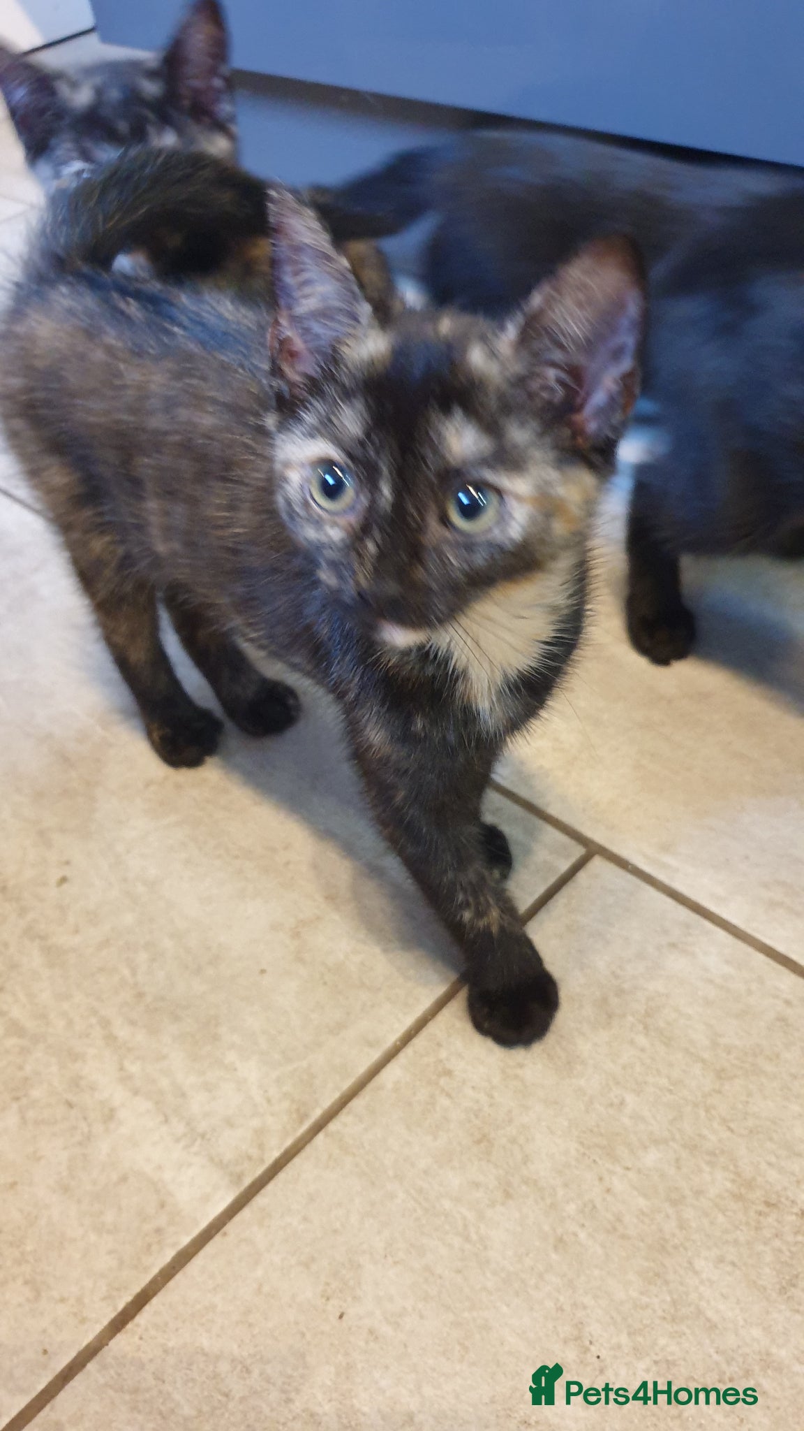 Mixed Breed cats for sale: 4 female kittens  - Advert 9