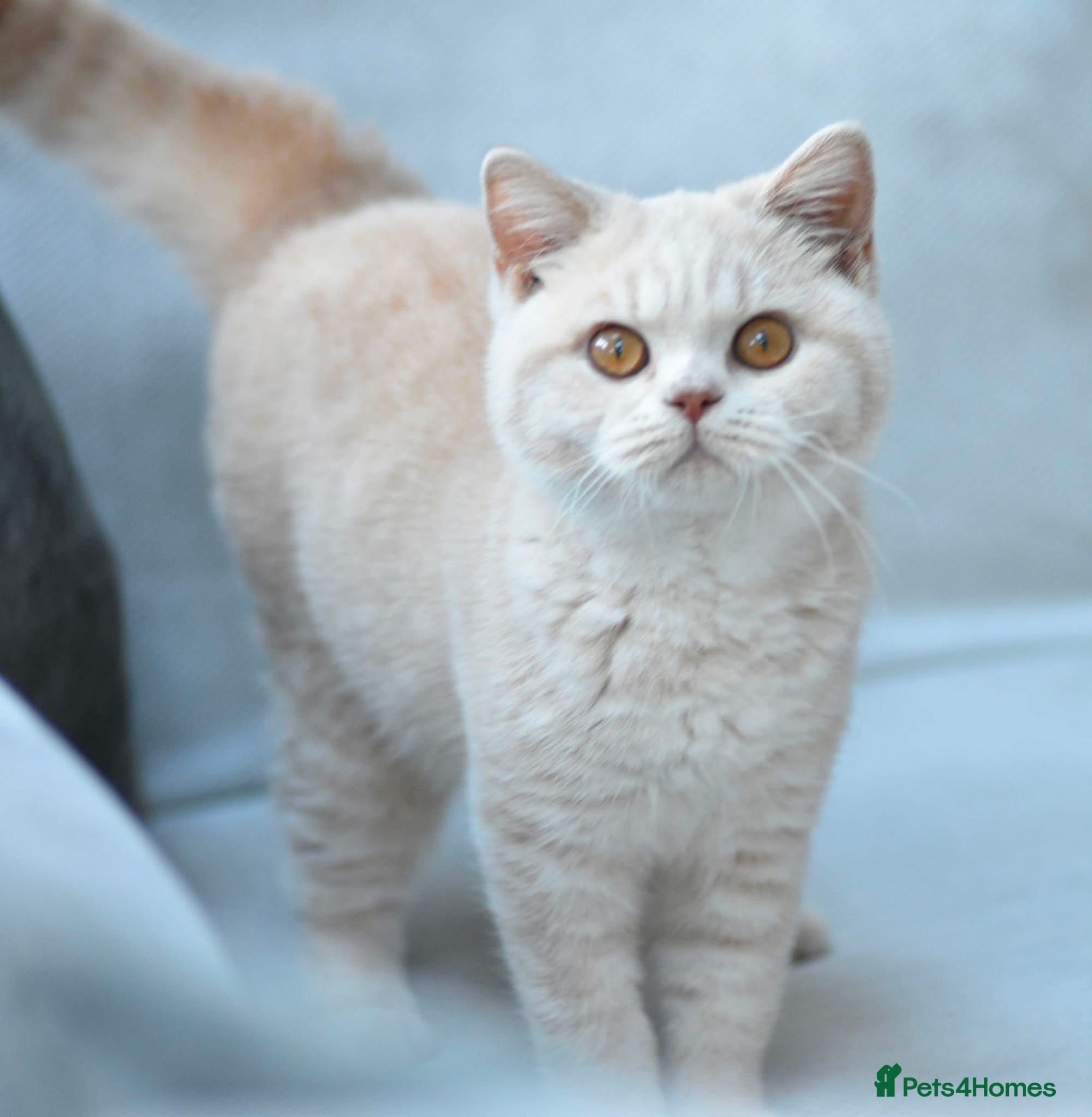 British Shorthair cats GCCF reg BSH baby girls  - Advert 2