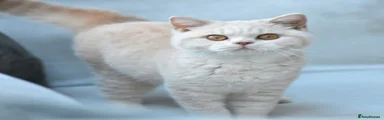 British Shorthair cream girl