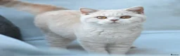 British Shorthair cats for sale: GCCF reg BSH baby girls  - Advert 2