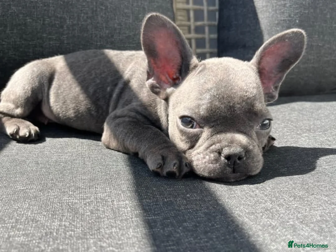 French Bulldog dogs for sale: French bull dog  - Advert 1