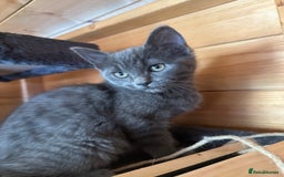 Ragdoll cats for sale: Ragdolls for sale  - Image 15