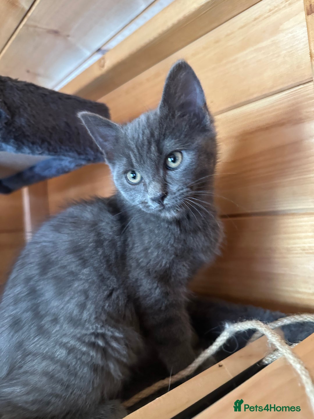 Ragdoll cats for sale: Ragdolls for sale  - Image 15