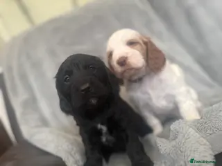 Cocker Spaniel dogs ONLY 2 LEFT! Exceptional Cocker Spaniel Puppies - Advert 3