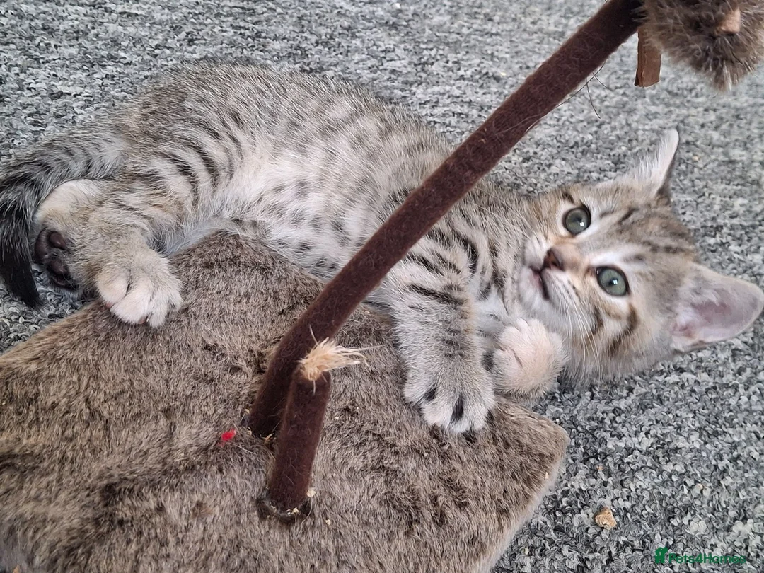 Mixed Breed cats for sale: Bengamese mix litter - Advert 1