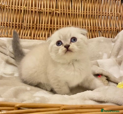 British Shorthair cats 🧸EXCEPTIONAL QUALITY PURE BREED BSH TEDDY BEARS🧸 - Advert 1
