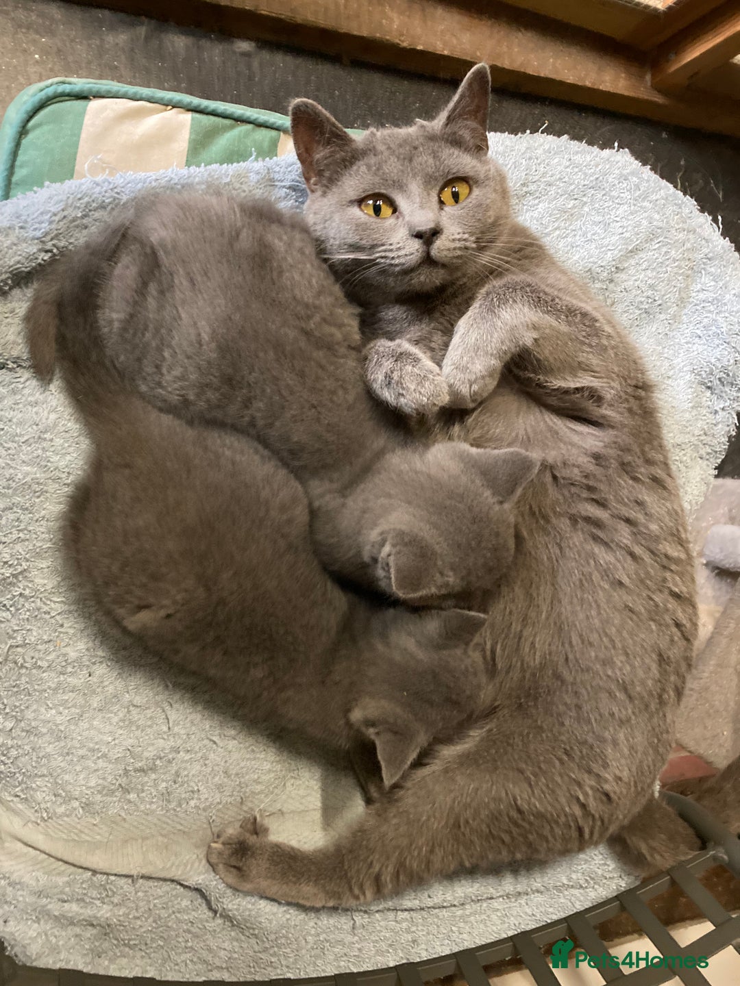 British Shorthair cats for sale: Retired breeding queen for calm, loving home - Image 4