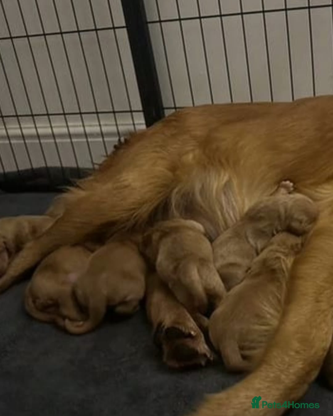 Cocker Spaniel dogs for sale: FULLY HEALTH CHECKED AND CLEARED  - Advert 4