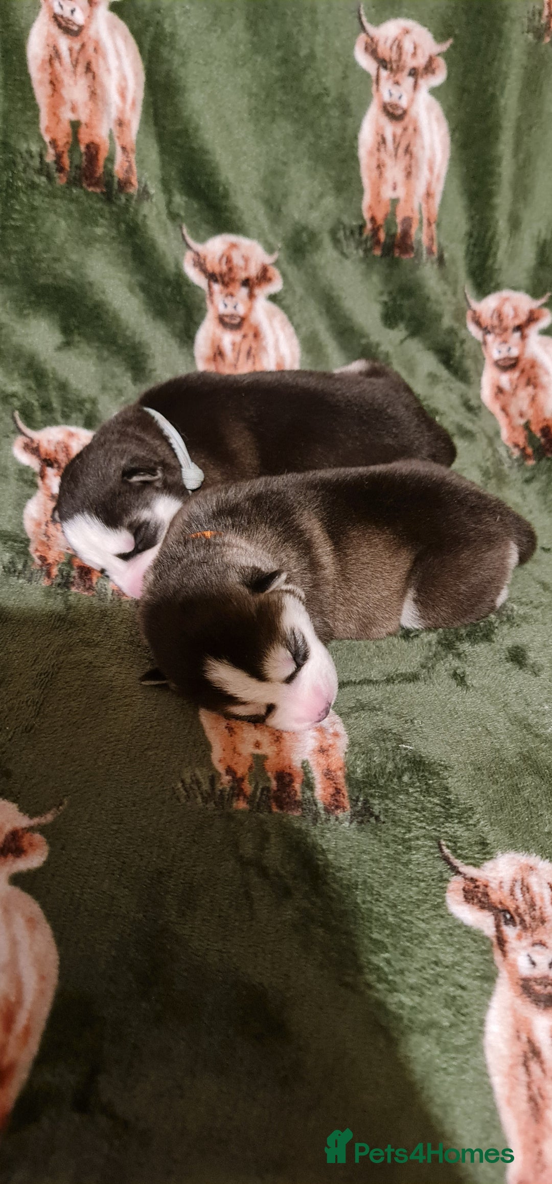 Siberian Husky dogs for sale: Outstanding Siberian husky puppies  - Advert 5