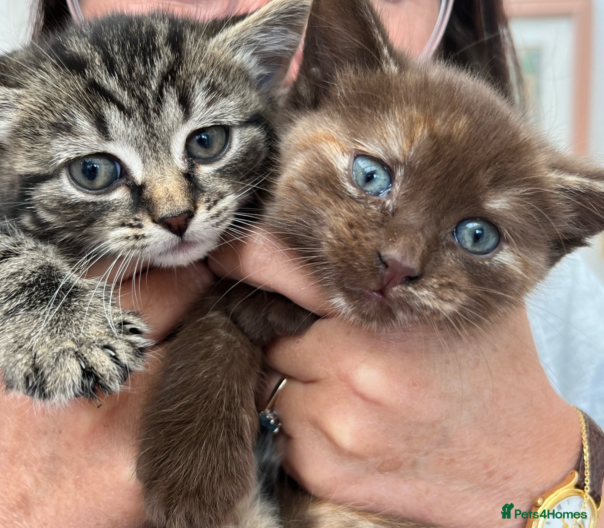 Mixed Breed cats Ragdoll x Maine Coon Kittens - Advert 18