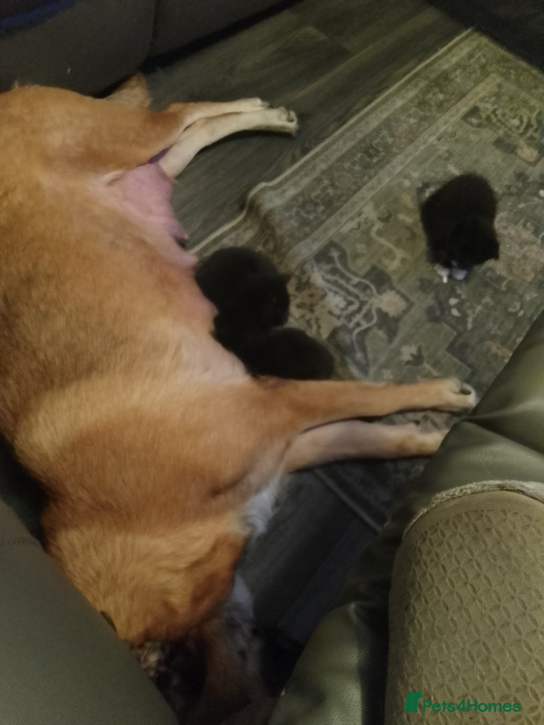 Mixed Breed cats for sale: MALE KITTEN FOR SALE - Advert 4