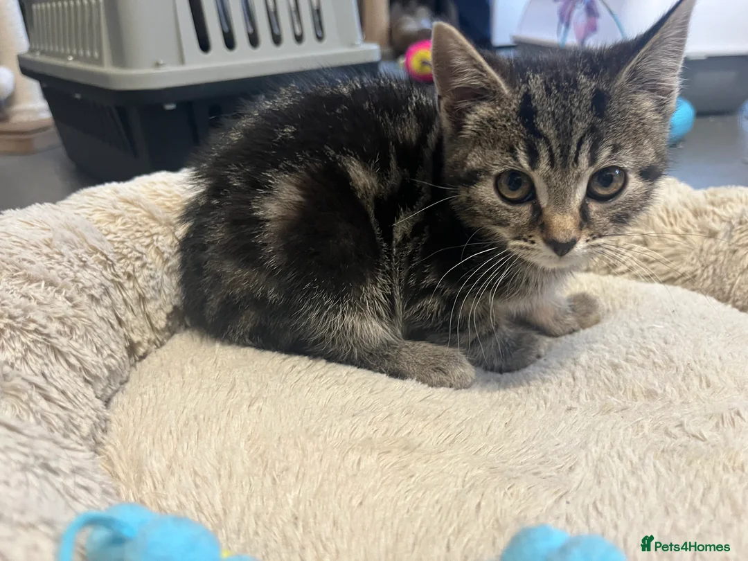Mixed Breed cats for sale: Stunning 9 week old Tabby Female Kitten - Advert 1