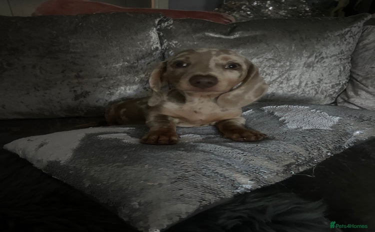 Miniature Dachshund dogs - Advert 15