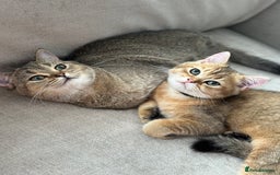British Shorthair cats for sale: BSH Golden kittens  - Image 27