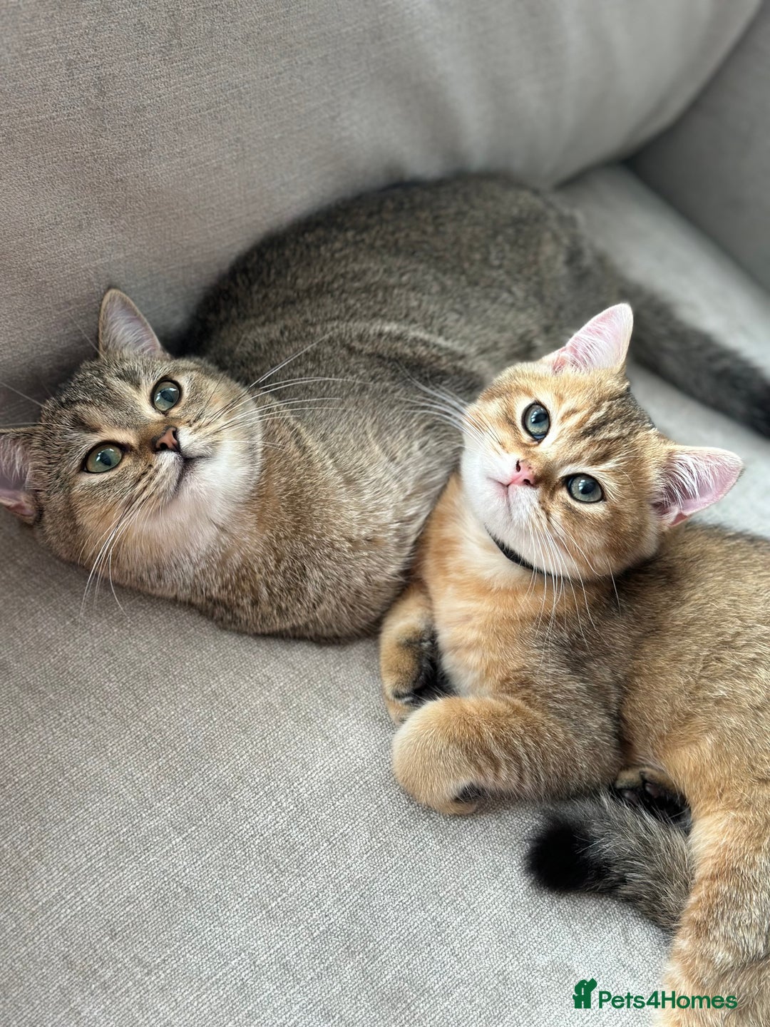 British Shorthair cats for sale: BSH Golden kittens  - Image 27