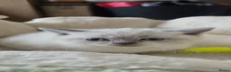 British Shorthair cats for sale: British short haired kittens  - Advert 31