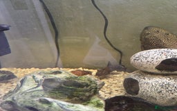 Catfish fish for sale: 4 different catfish - Image 2