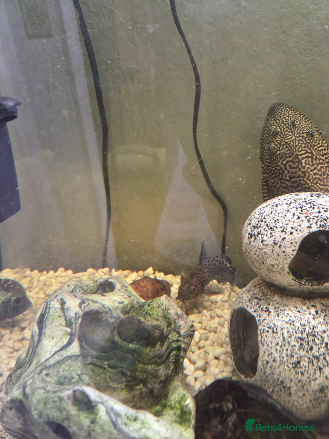Catfish fish for sale: 4 different catfish - Image 2