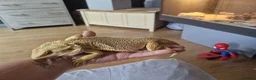 Bearded Dragon reptiles for sale: Male 14 month old bearded dragon with setup  in Nottingham - Advert 7