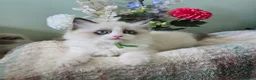 Ragdoll cats for sale: CollieKiss Ragdolls – Beautiful TICA Registered - Advert 4