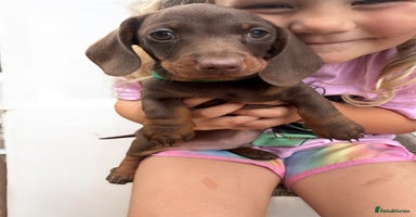 Miniature Dachshund dogs in Littleborough - Advert 3