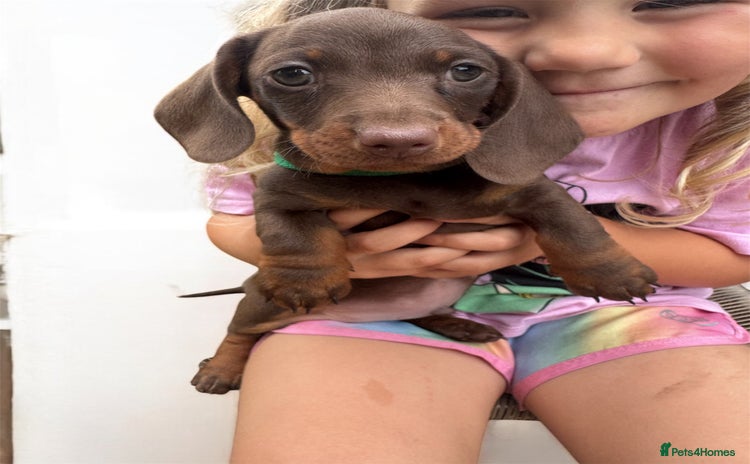 Miniature Dachshund dogs in Littleborough - Advert 9