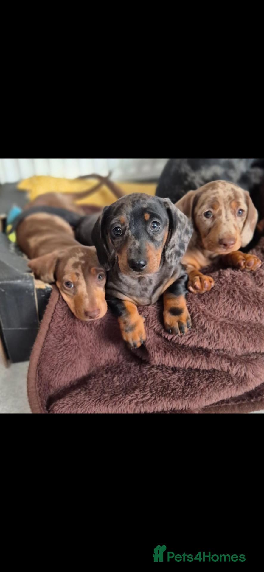 Miniature Dachshund dogs Stunning KC Registered PRA Clear Dapples Ready Now - Advert 3