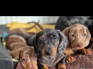 Miniature Dachshund dogs Stunning KC Registered PRA Clear Dapples Ready Now - Advert 3