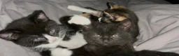 Mixed Breed cats for sale: Fluffy black and white, and black kittens  - Advert 11