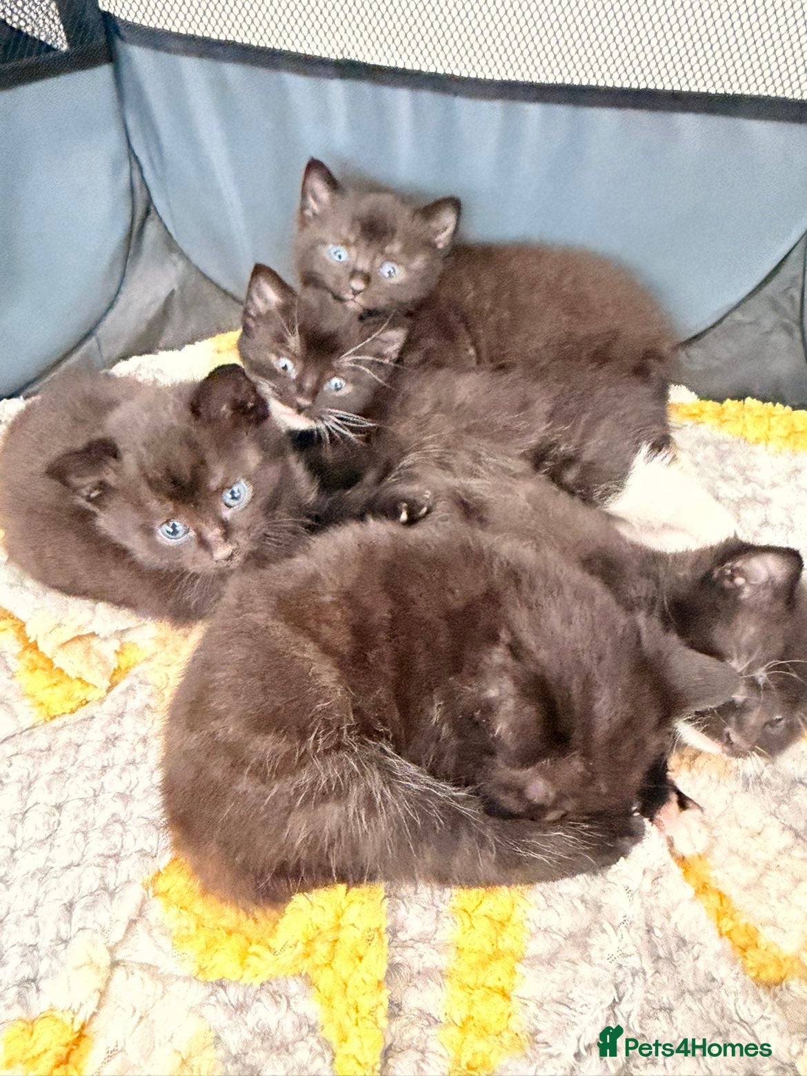 Mixed Breed cats Five black and white kittens  - Advert 2