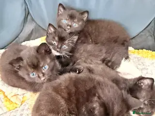 Mixed Breed cats Five black and white kittens - Advert 2