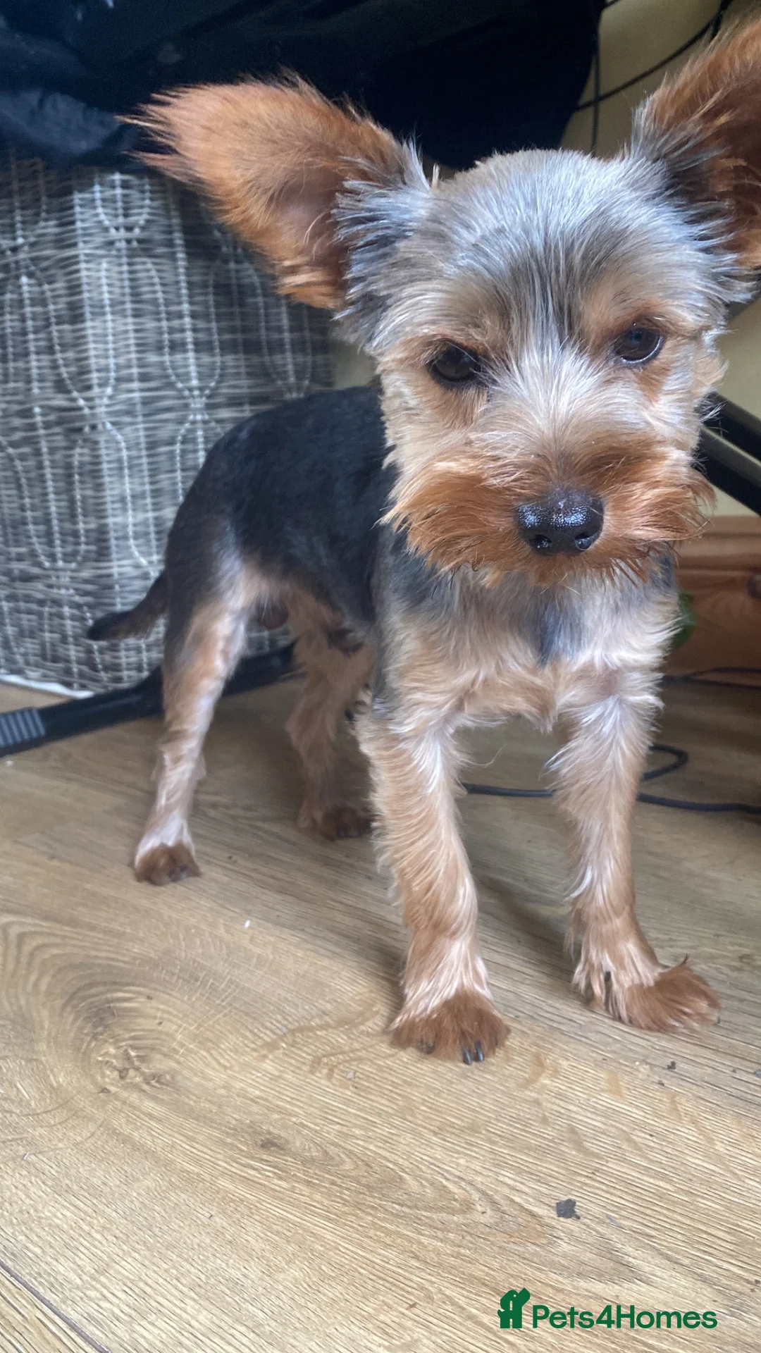 Yorkshire Terrier dogs for stud: Cute Yorkshire stud  - Advert 2