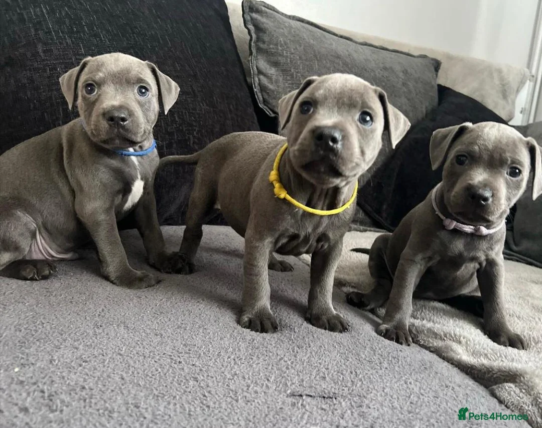 Staffordshire Bull Terrier dogs for sale: Blue Staffordshire bull terrier puppies in Luton - Advert 8