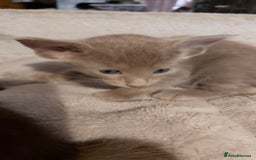 Oriental cats for sale: Full Pedigree Oriental 3 Kittens XL size ears GCCF - Image 27