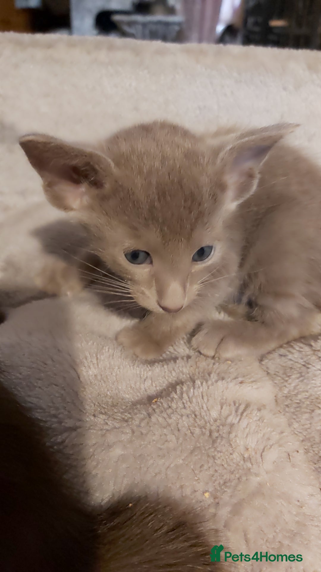 Oriental cats for sale: Full Pedigree Oriental 3 Kittens XL size ears GCCF - Image 27
