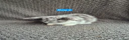 Mini Lop rabbits for sale: Mini Lop Bunnies - Advert 2