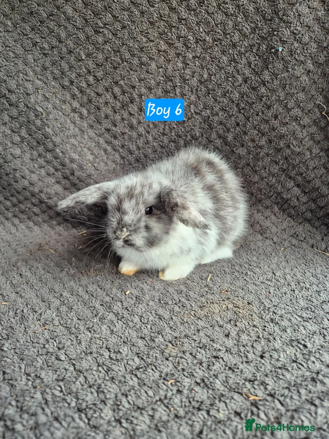 Mini Lop rabbits for sale: Mini Lop Bunnies - Advert 2