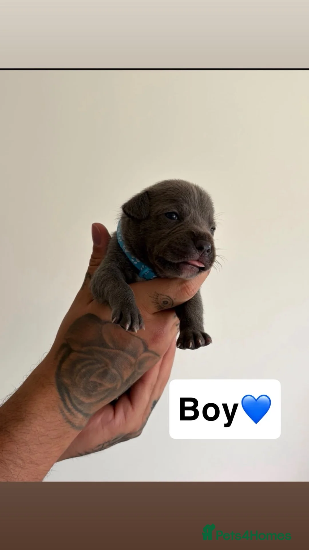 Staffordshire Bull Terrier dogs for sale: Blue Staffordshire bull terrier pups  in Hebburn - Advert 2