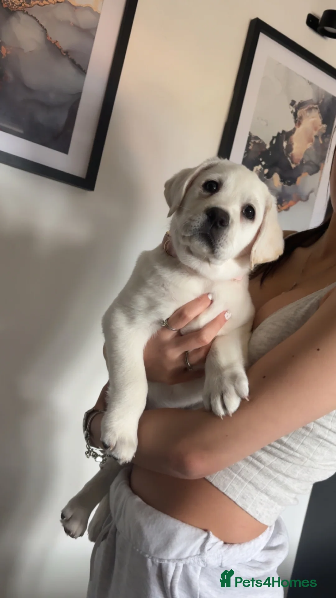 Labrador Retriever dogs for sale: Lab female puppy in Falkirk - Advert 9