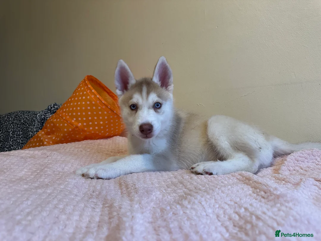 Siberian Husky dogs for sale: ✨ Siberian Huskies puppies ✨ - Advert 2