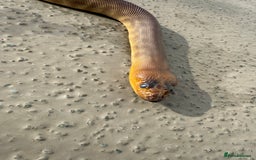 Python Snake reptiles for sale: WOMA PYTHON  - Image 1