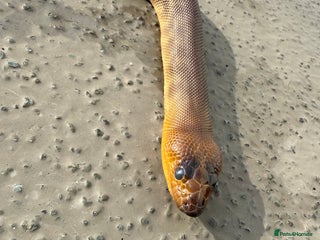 Python Snake reptiles - Advert 16