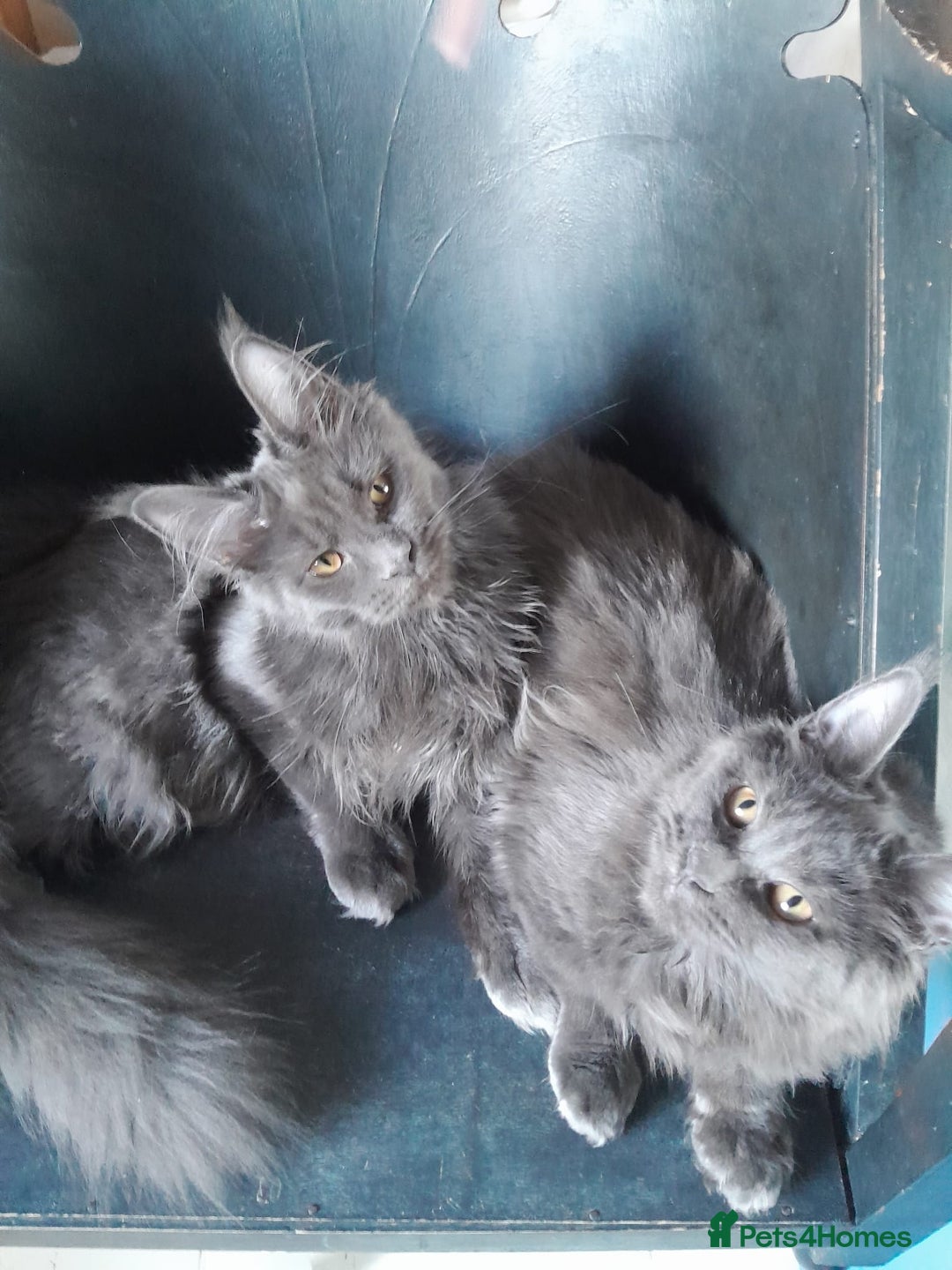 Maine Coon cats for sale: 2 solid blue MaineCoon girls TICA - Advert 9