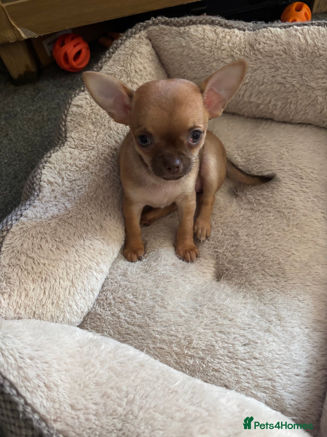 Chihuahua dogs for sale: KC Smooth coat tiny Chihuahua puppies - Image 4