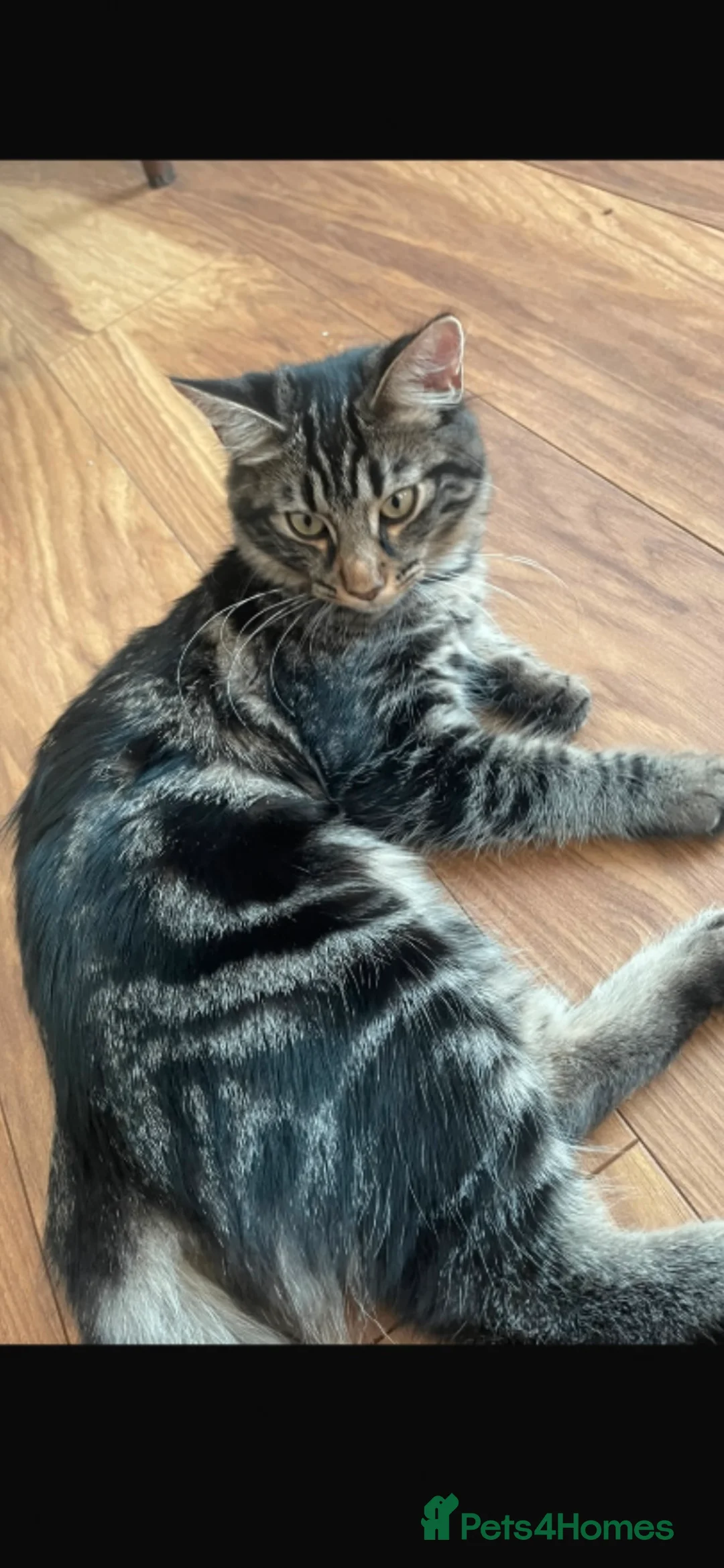 Toybob cats for sale: Beautiful & Loving 1-Year-Old Female Cat  in Uxbridge - Advert 2