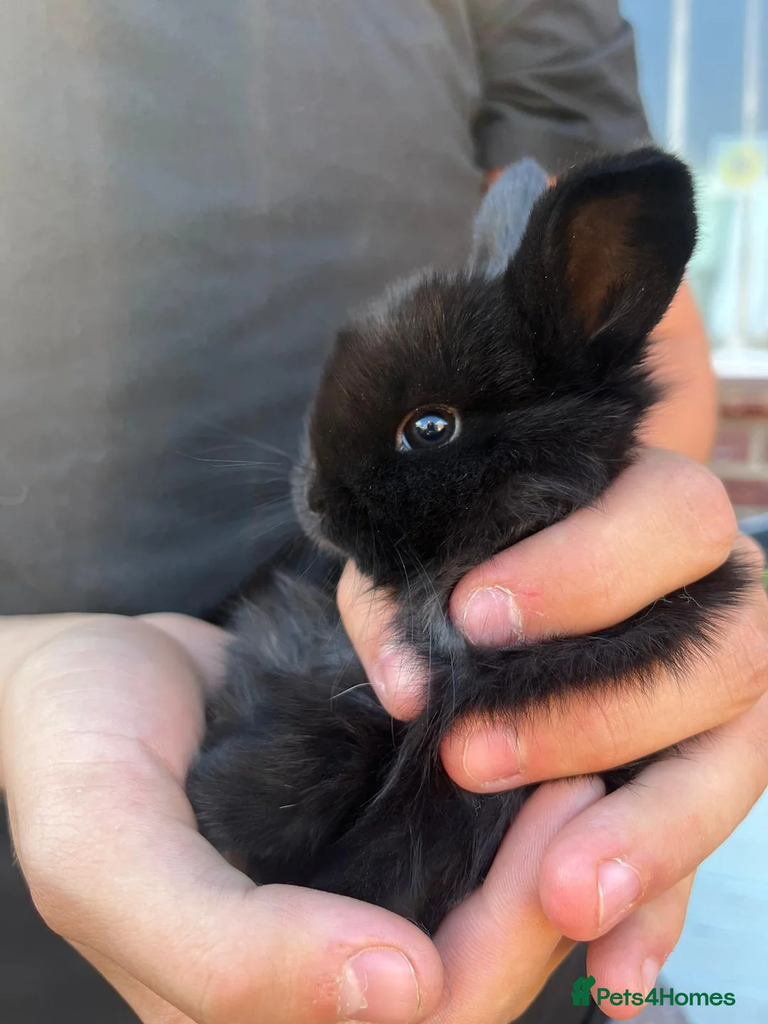 Mini Lop rabbits for sale: mini lop babies  - Advert 3