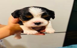 Cavalier King Charles Spaniel dogs for sale: 🐶 Beautiful Cavalier King Charles Puppies - Image 10